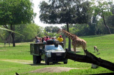 Animal encounters at Busch Gardens Tampa.