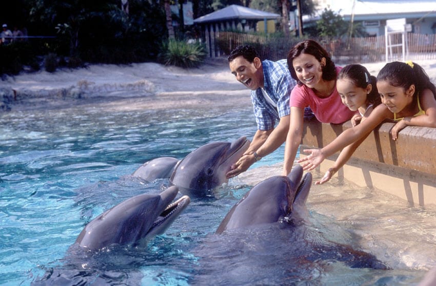 Dolphin Encounter SeaWorld VIP Tours