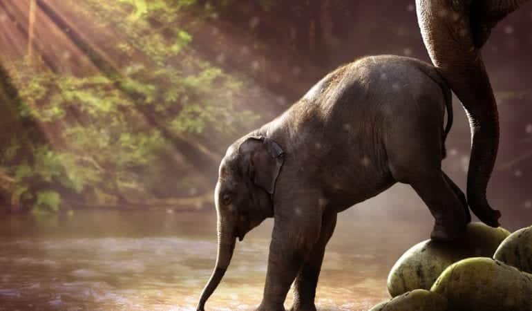 Animal Kingdom Elephant