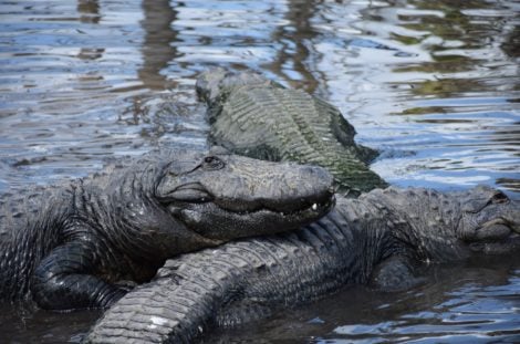 Other Activities to Do At Gatorland